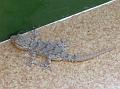 2012-0529-1120_Gecko_Malaga_Spain_19C
